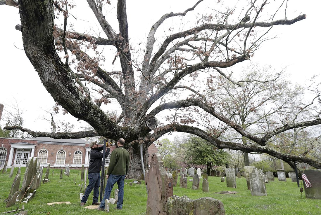 Keith Keiling, right, and his brother Bobby Keiling set up a support beam to hold up a limb of a 600-year-old white oak tree on the grounds of Basking Ridge Presbyterian Church on April 21, 2017 (AP)